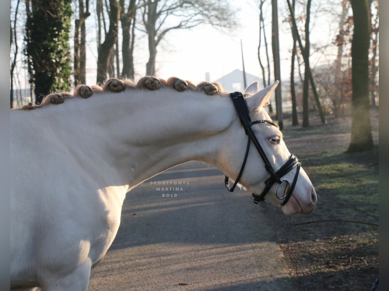 German Riding Pony Gelding 5 years 14 hh Cremello in Recke, bei Osnabrück