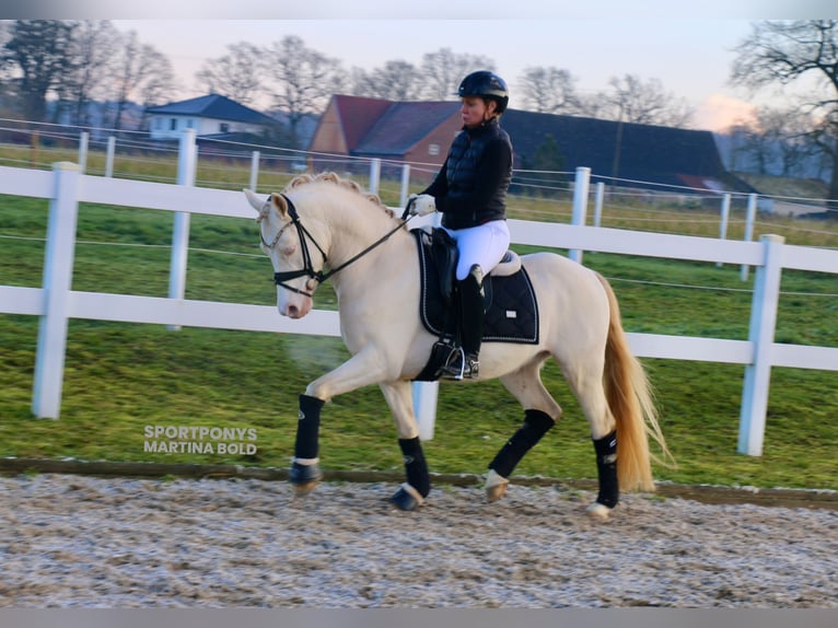 German Riding Pony Gelding 5 years 14 hh Cremello in Recke, bei Osnabrück