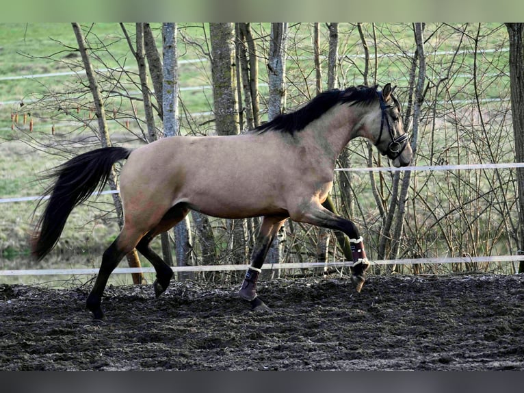 German Riding Pony Gelding 5 years 14 hh Dun in Ebersbach an der Fils