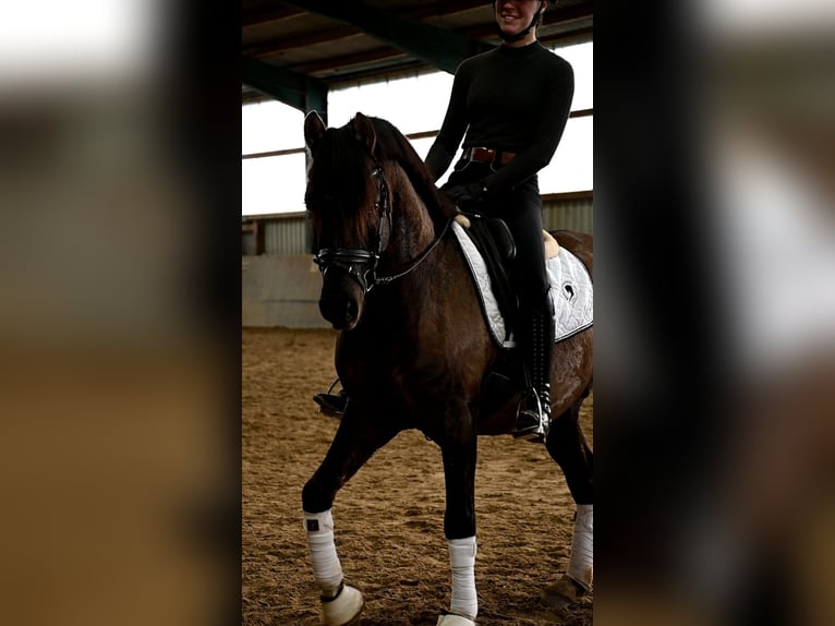 German Riding Pony Gelding 5 years 14 hh Grullo in Lippetal