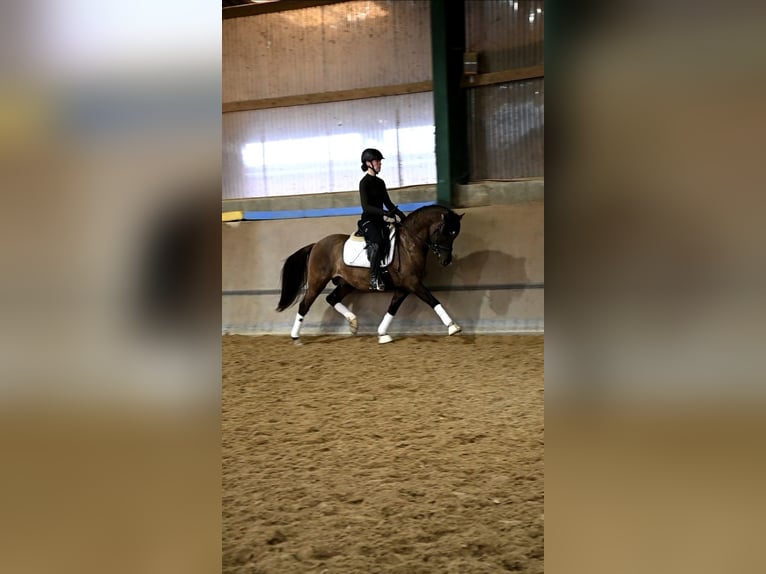 German Riding Pony Gelding 5 years 14 hh Grullo in Lippetal