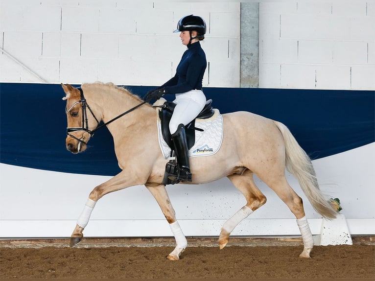 German Riding Pony Gelding 5 years 14 hh Palomino in Marsberg