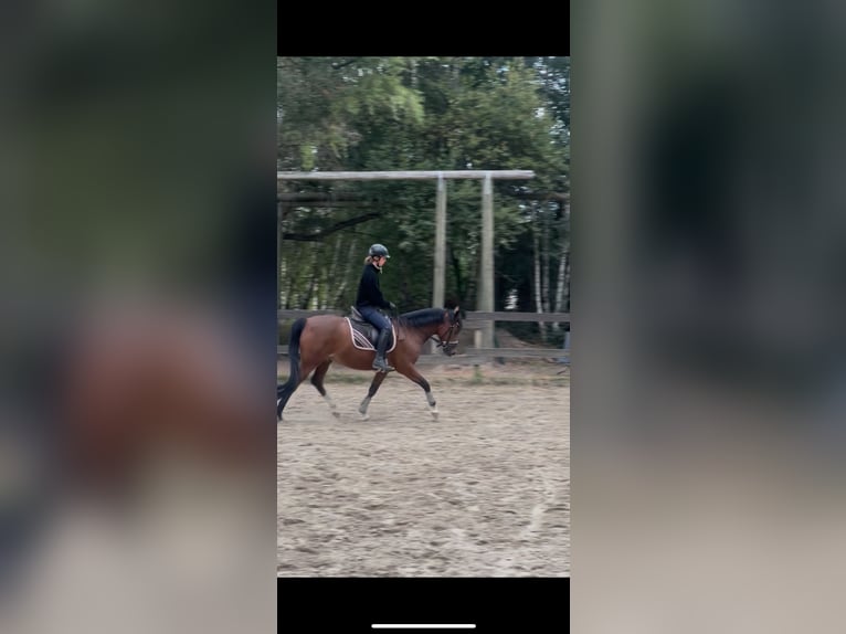 German Riding Pony Gelding 5 years 14,1 hh Bay-Dark in Dortmund