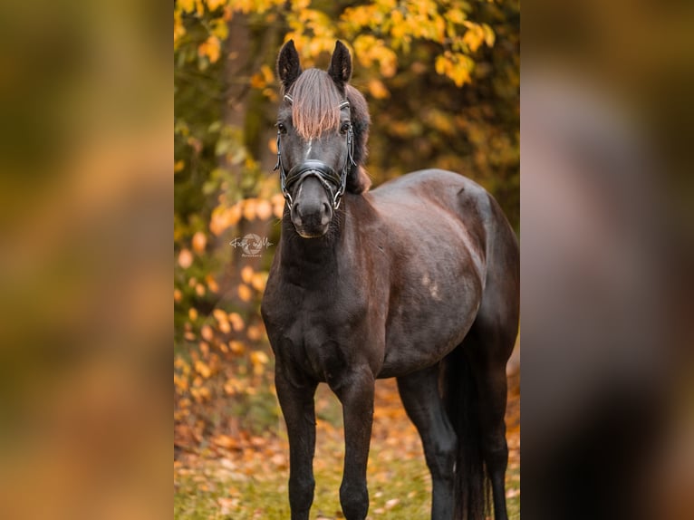 German Riding Pony Gelding 5 years 14,1 hh Black in Schwerte