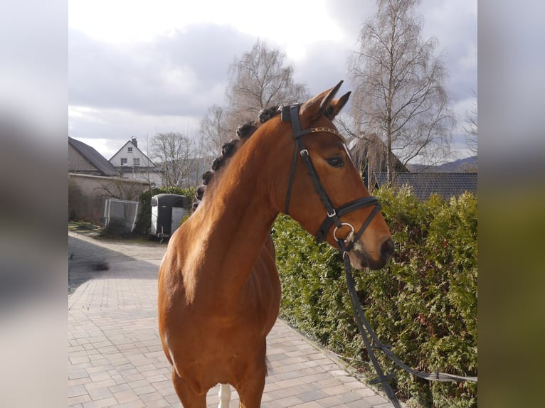 German Riding Pony Gelding 5 years 14,1 hh Brown in Münster