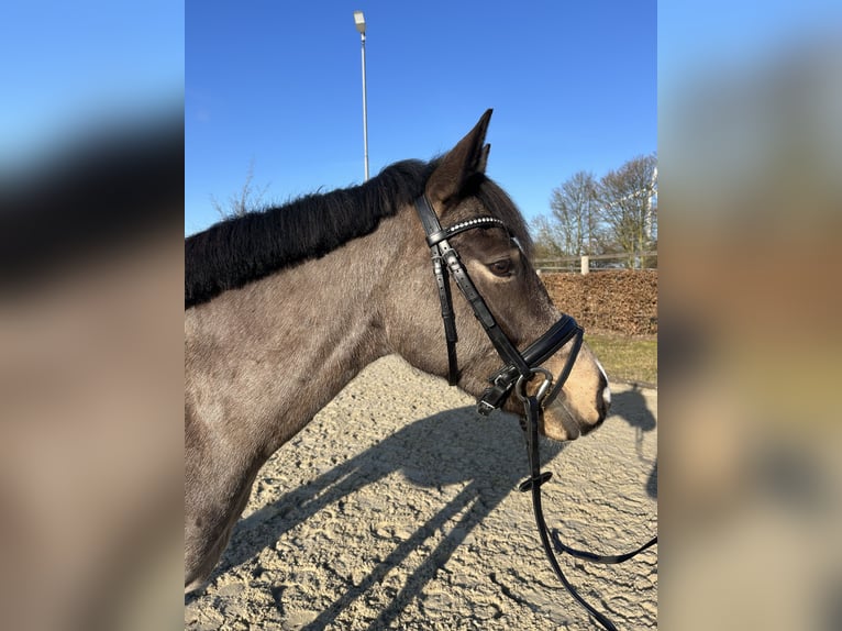 German Riding Pony Gelding 5 years 14,1 hh Buckskin in Münster