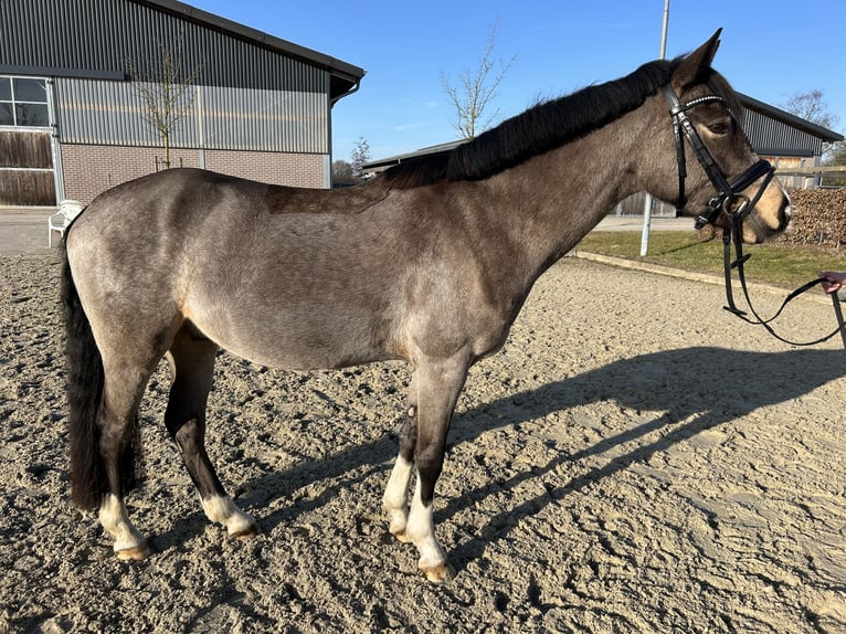German Riding Pony Gelding 5 years 14,1 hh Buckskin in Münster