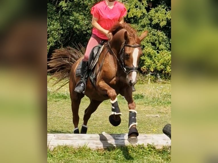 German Riding Pony Gelding 5 years 14,1 hh Chestnut-Red in Ritterhude