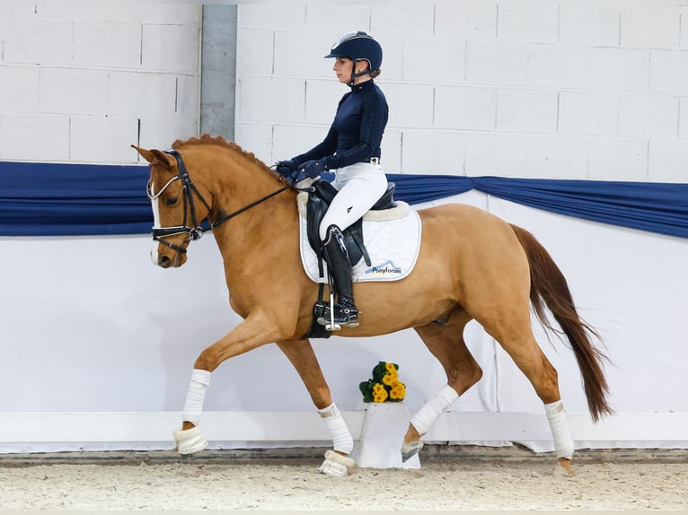 German Riding Pony Gelding 5 years 14,1 hh Chestnut-Red in Marsberg