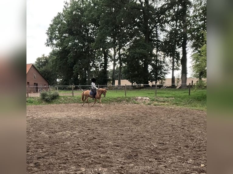 German Riding Pony Gelding 5 years 14,1 hh Chestnut-Red in Eggerm&#xFC;hlen