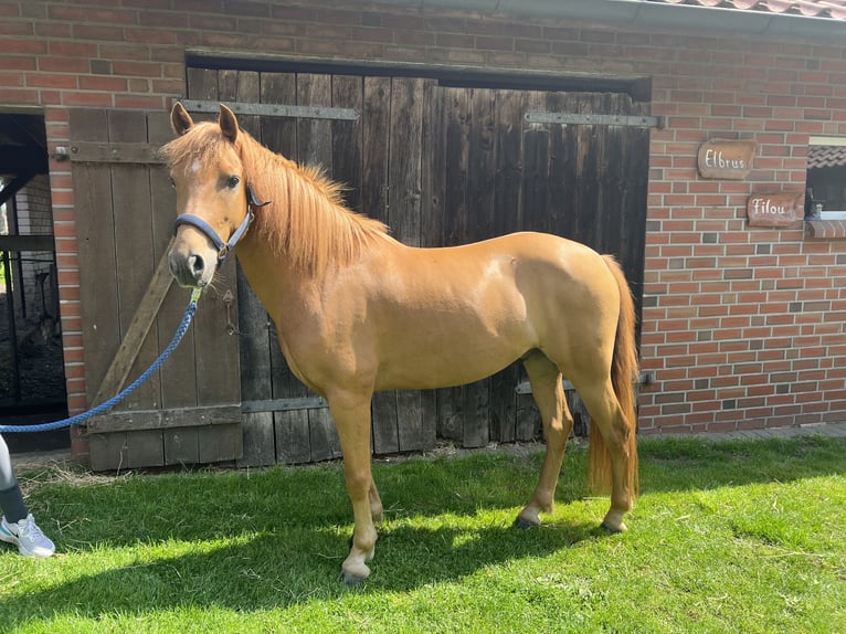 German Riding Pony Gelding 5 years 14,1 hh Chestnut-Red in Eggerm&#xFC;hlen