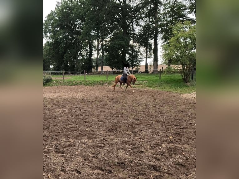 German Riding Pony Gelding 5 years 14,1 hh Chestnut-Red in Eggerm&#xFC;hlen