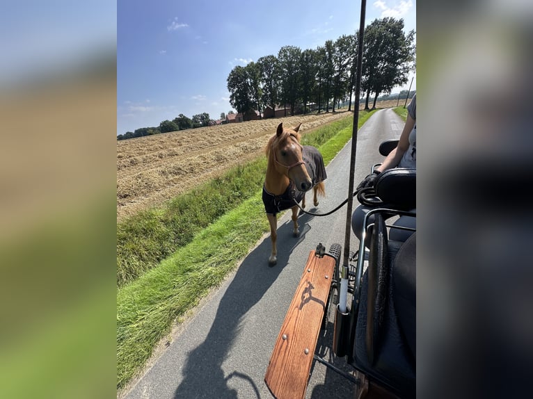 German Riding Pony Gelding 5 years 14,1 hh Chestnut-Red in Eggerm&#xFC;hlen