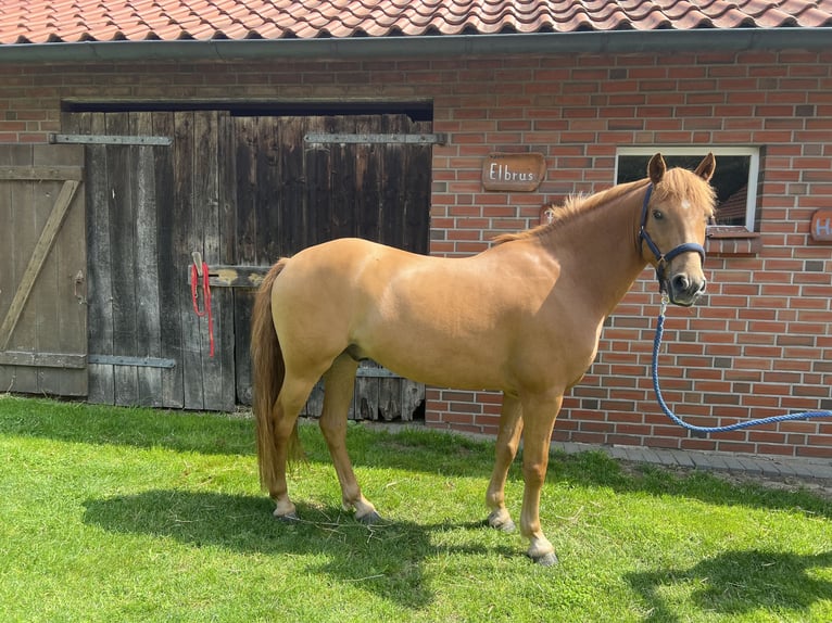 German Riding Pony Gelding 5 years 14,1 hh Chestnut-Red in Eggerm&#xFC;hlen