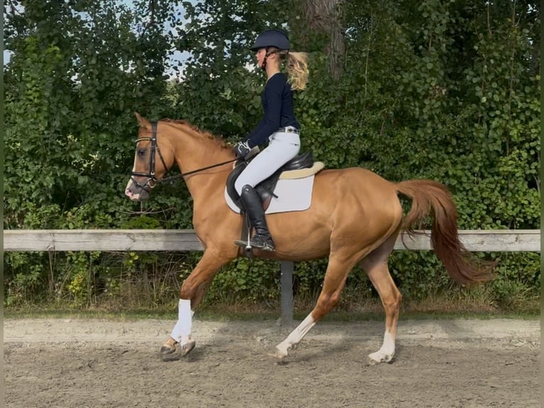 German Riding Pony Gelding 5 years 14,1 hh Chestnut-Red in Süderlügum