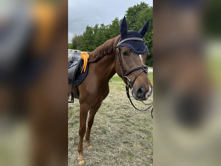 German Riding Pony Gelding 5 years 14,1 hh Chestnut in Lienen