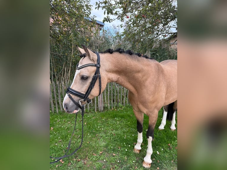 German Riding Pony Gelding 5 years 14,1 hh Dun in Duisburg German Riding Pony Gelding 5 years 14,1 hh Dun in Duisburg