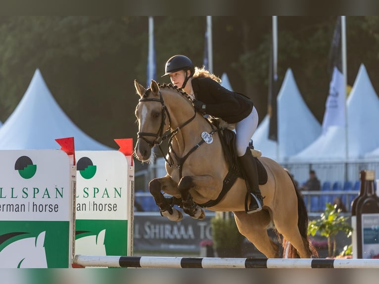 German Riding Pony Gelding 5 years 14,1 hh Dun in S&#xFC;derl&#xFC;gum