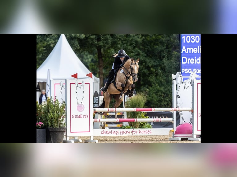 German Riding Pony Gelding 5 years 14,1 hh Dun in S&#xFC;derl&#xFC;gum