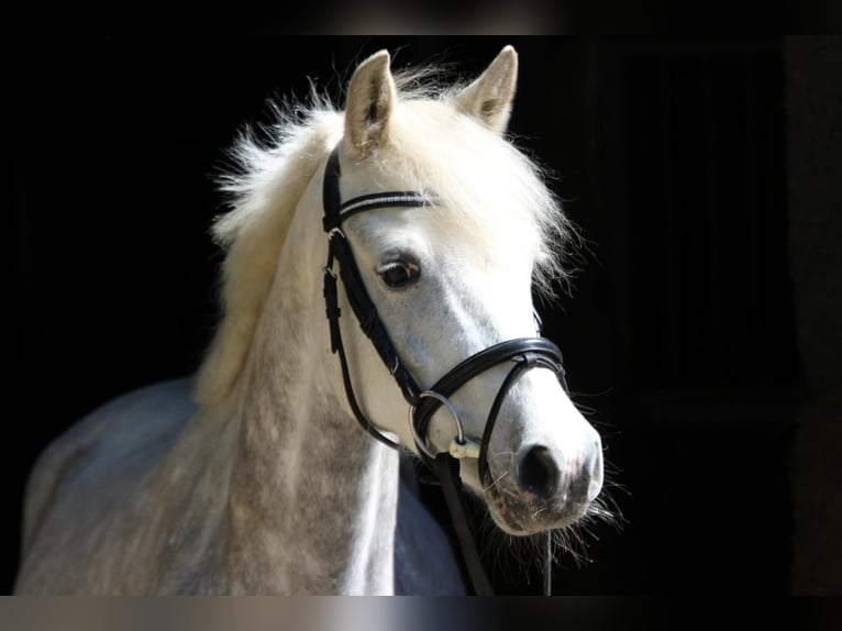 German Riding Pony Gelding 5 years 14,1 hh Gray-Dapple in Siek