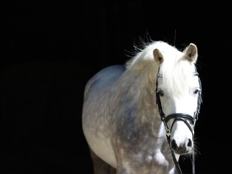 German Riding Pony Gelding 5 years 14,1 hh Gray-Dapple in Siek