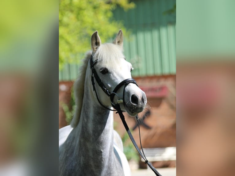 German Riding Pony Gelding 5 years 14,1 hh Gray-Dapple in Siek