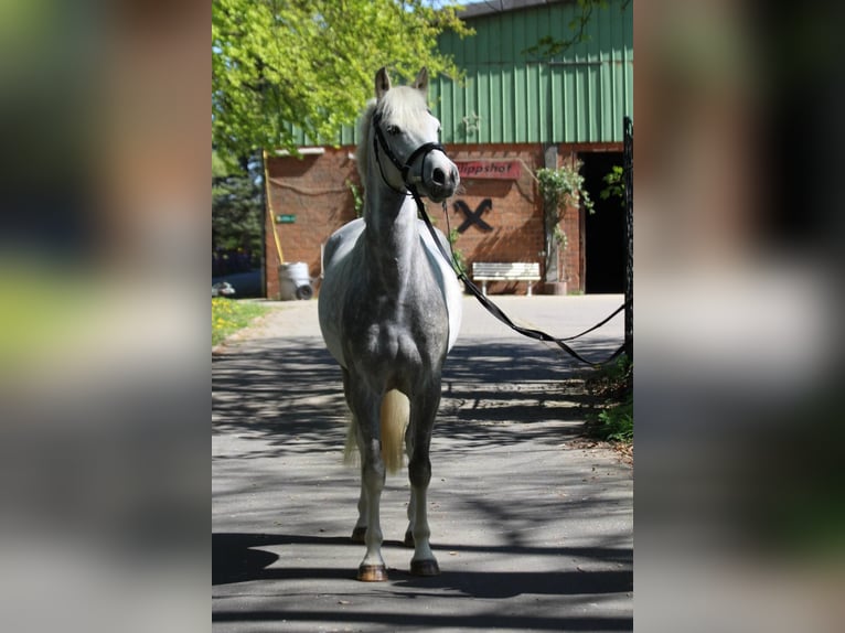 German Riding Pony Gelding 5 years 14,1 hh Gray-Dapple in Siek