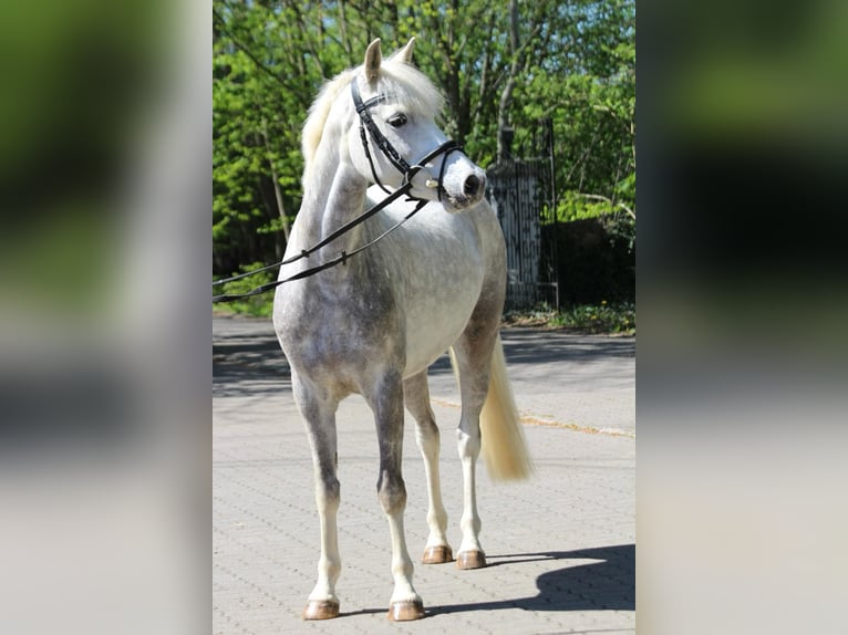 German Riding Pony Gelding 5 years 14,1 hh Gray-Dapple in Siek