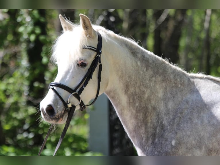 German Riding Pony Gelding 5 years 14,1 hh Gray-Dapple in Siek
