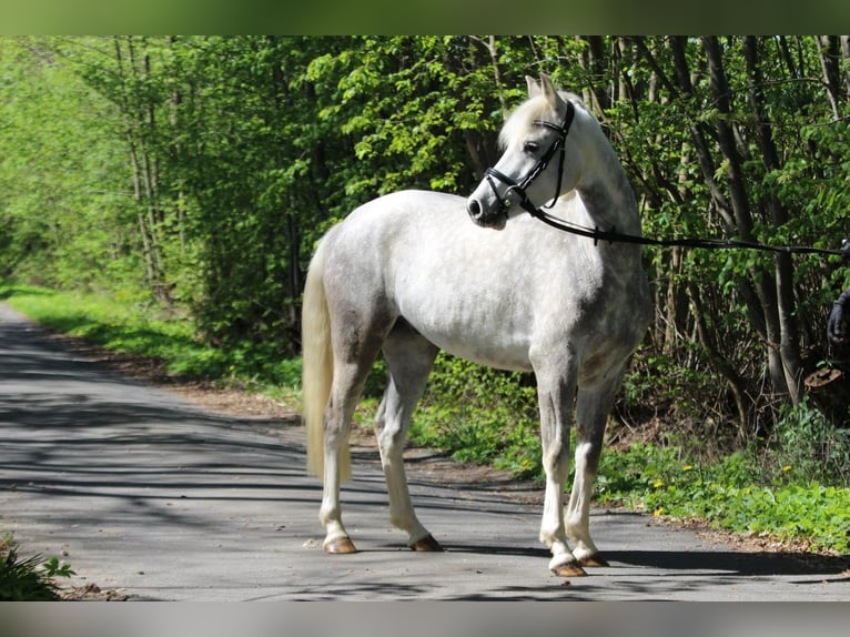German Riding Pony Gelding 5 years 14,1 hh Gray-Dapple in Siek