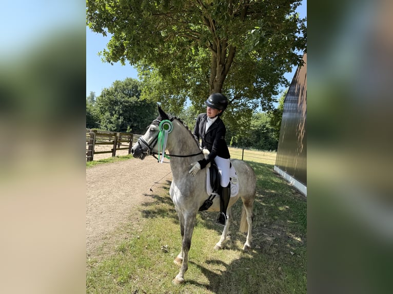 German Riding Pony Gelding 5 years 14,1 hh Grey in Neuss