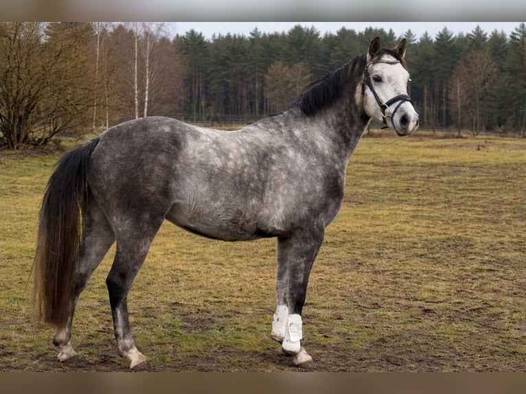 German Riding Pony Gelding 5 years 14,1 hh Grey in Treuenbrietzen