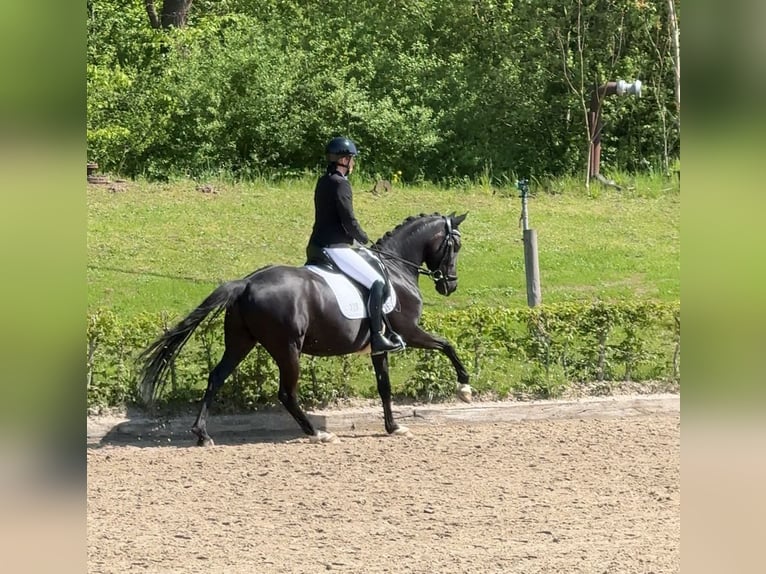 German Riding Pony Gelding 5 years 14,2 hh Black in Dortmund