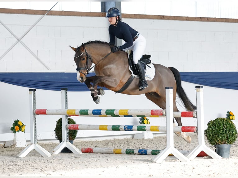 German Riding Pony Gelding 5 years 14,2 hh Brown in Marsberg