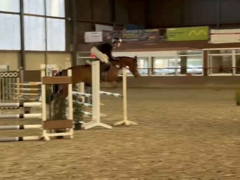 German Riding Pony Gelding 5 years 14,2 hh Brown in Buxtehude