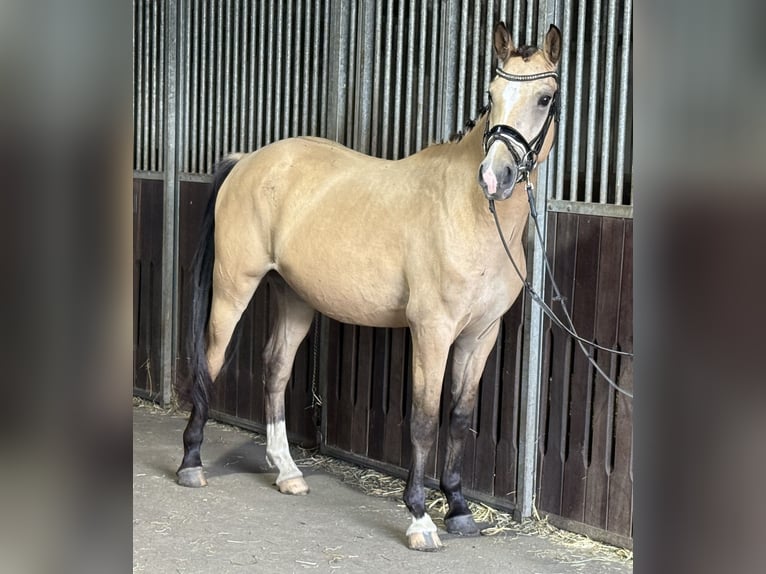 German Riding Pony Gelding 5 years 14,2 hh Buckskin in Treuenbrietzen