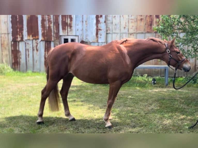 German Riding Pony Gelding 5 years 14,2 hh Chestnut-Red in Handewitt