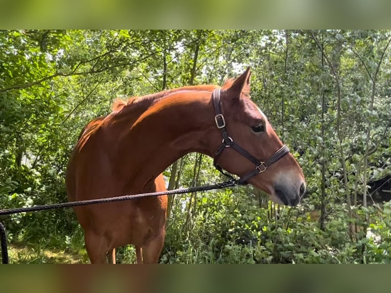 German Riding Pony Gelding 5 years 14,2 hh Chestnut-Red in Handewitt