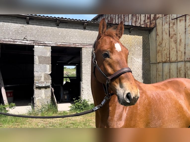 German Riding Pony Gelding 5 years 14,2 hh Chestnut-Red in Handewitt