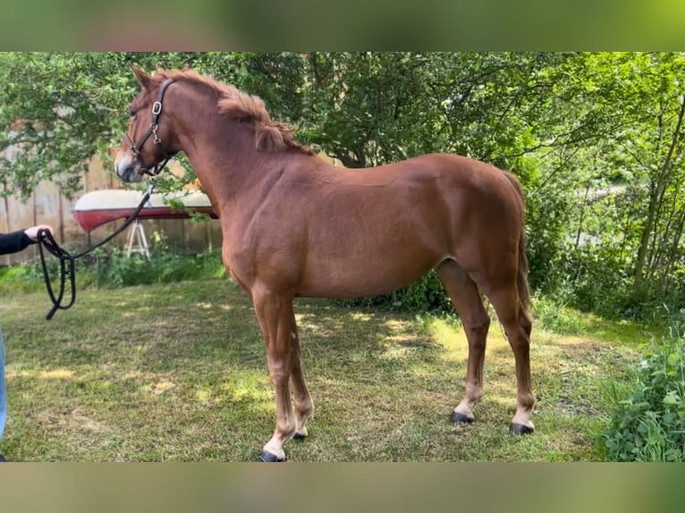 German Riding Pony Gelding 5 years 14,2 hh Chestnut-Red in Handewitt