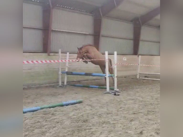 German Riding Pony Gelding 5 years 14,2 hh Chestnut-Red in Handewitt