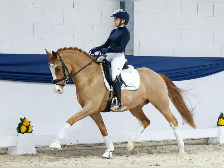 German Riding Pony Gelding 5 years 14,2 hh Chestnut-Red in Marsberg