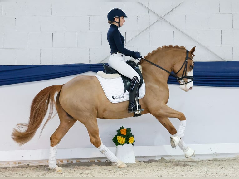 German Riding Pony Gelding 5 years 14,2 hh Chestnut-Red in Marsberg