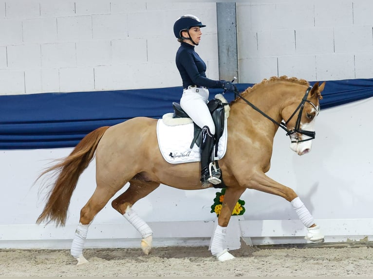 German Riding Pony Gelding 5 years 14,2 hh Chestnut-Red in Marsberg