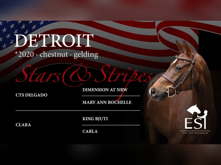 German Riding Pony Gelding 5 years 14,2 hh Chestnut-Red in Lastrup