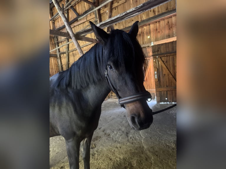 German Riding Pony Gelding 5 years 14,2 hh in Mescherin