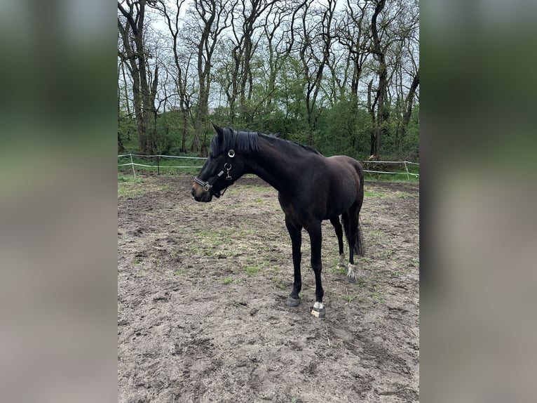 German Riding Pony Gelding 5 years 14,2 hh in Mescherin