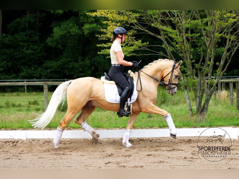 German Riding Pony Gelding 5 years 14,2 hh Dun in Westerstede