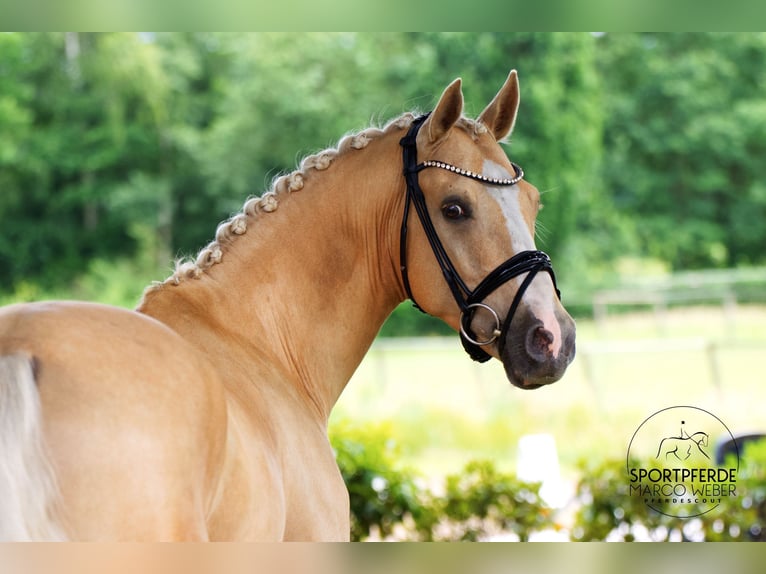 German Riding Pony Gelding 5 years 14,2 hh Dun in Westerstede