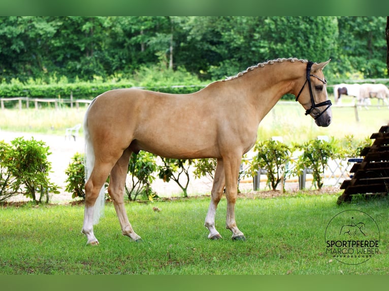 German Riding Pony Gelding 5 years 14,2 hh Dun in Westerstede